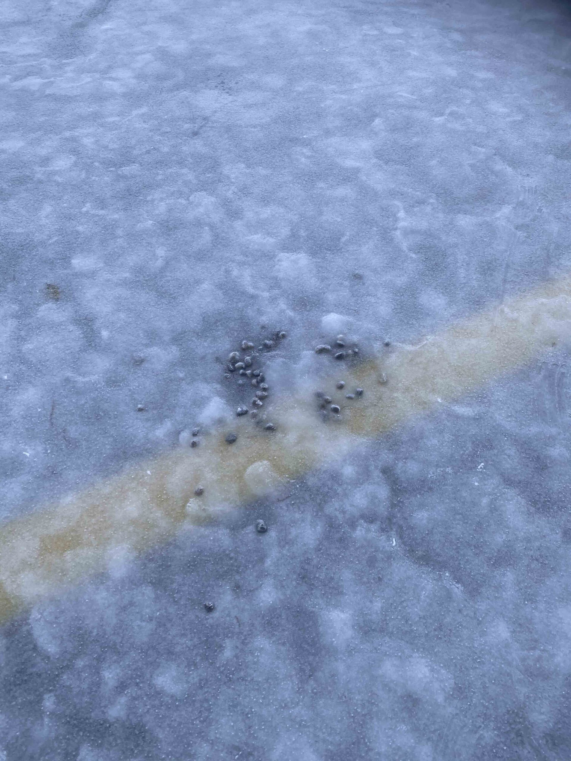 Bodø Sentrumsbane — montasje pågår