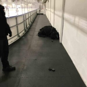 dalgard ishall nytt vant 2017 18 — Trondheim